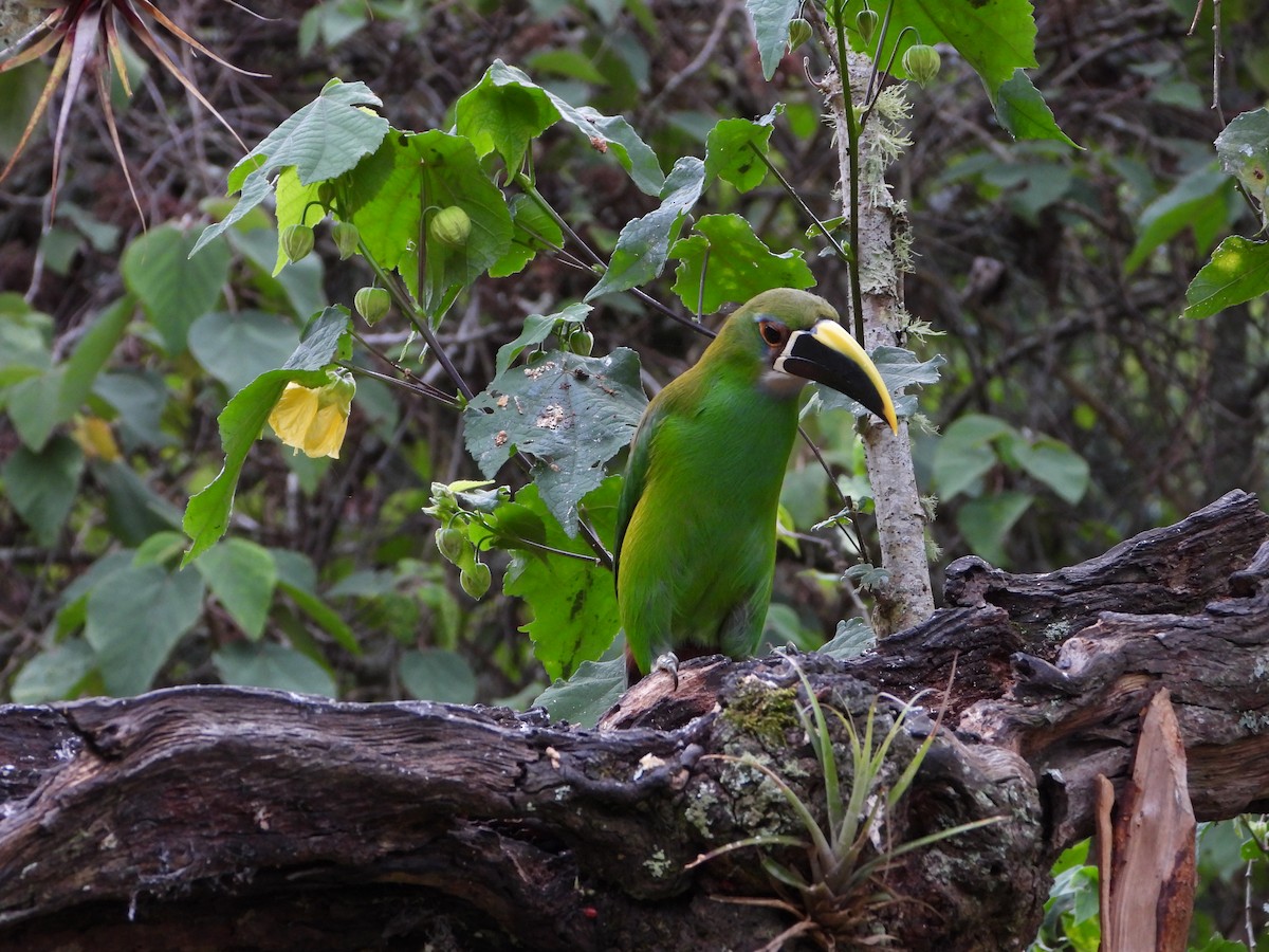 Southern Emerald-Toucanet - ML658203936