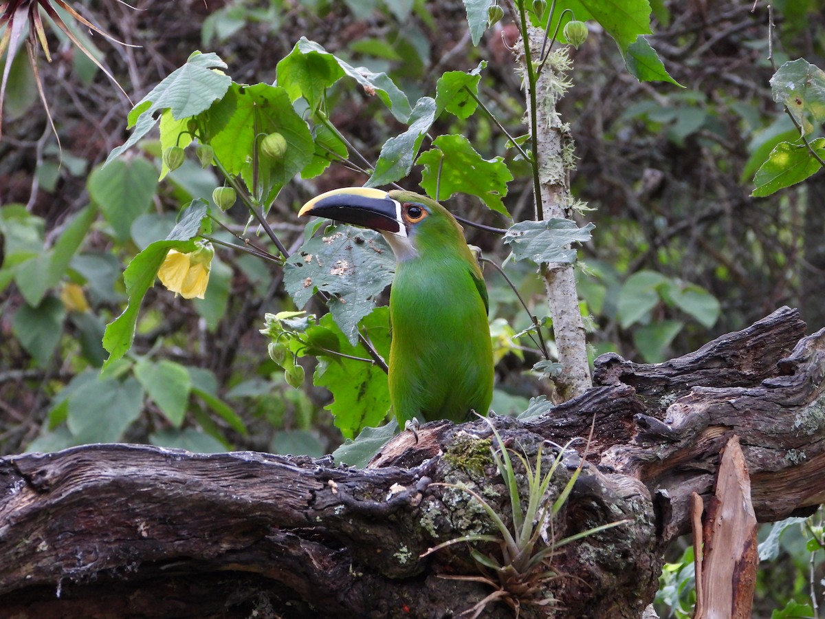Southern Emerald-Toucanet - ML658203937
