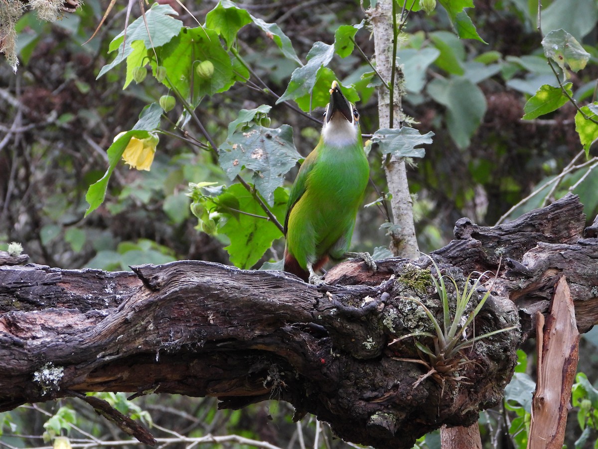 Southern Emerald-Toucanet - ML658203938