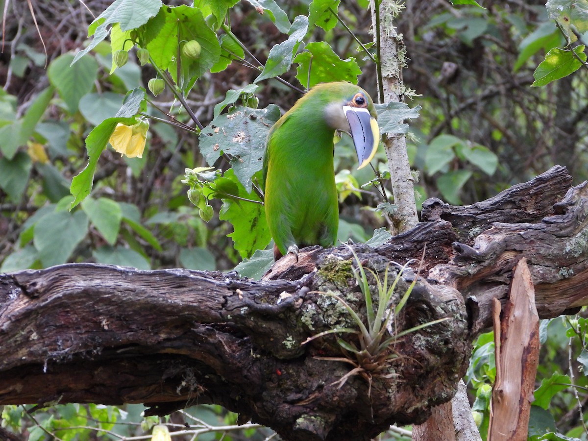 Southern Emerald-Toucanet - ML658203939