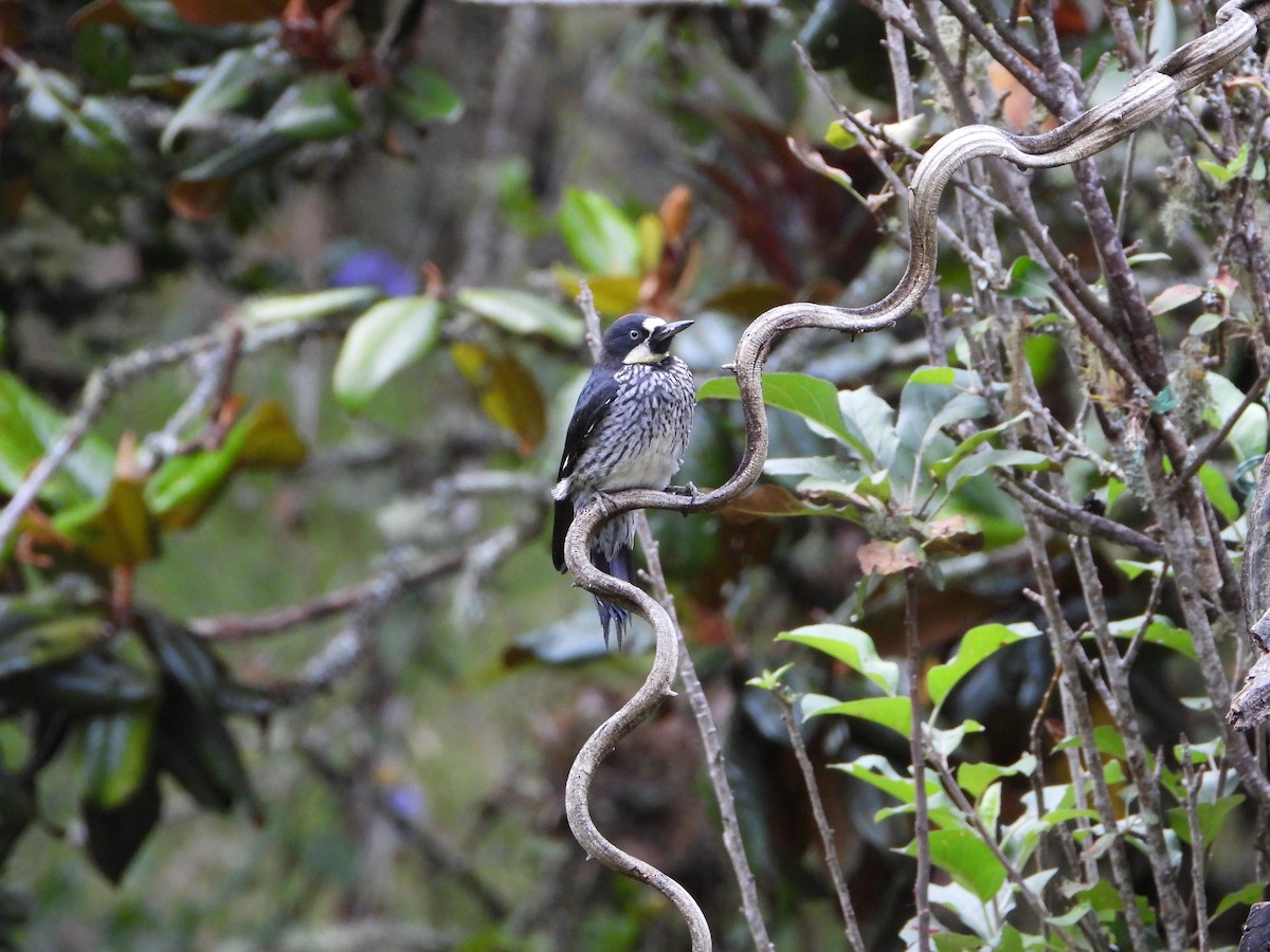 Acorn Woodpecker - ML658204010