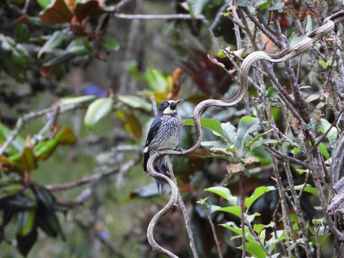 Acorn Woodpecker - ML658204011