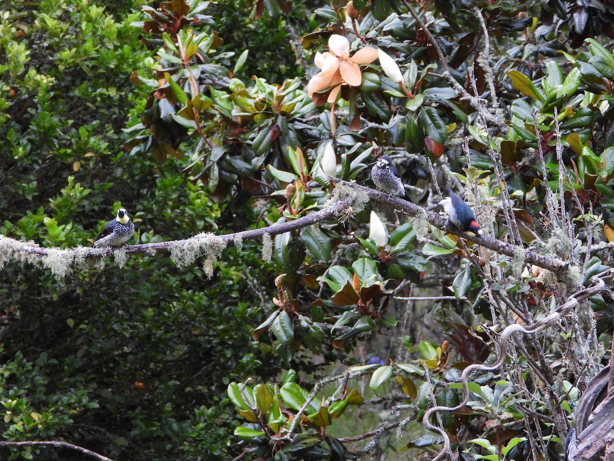Acorn Woodpecker - ML658204012