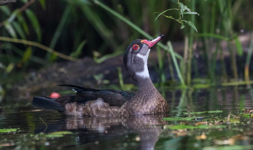 Wood Duck - ML65820461