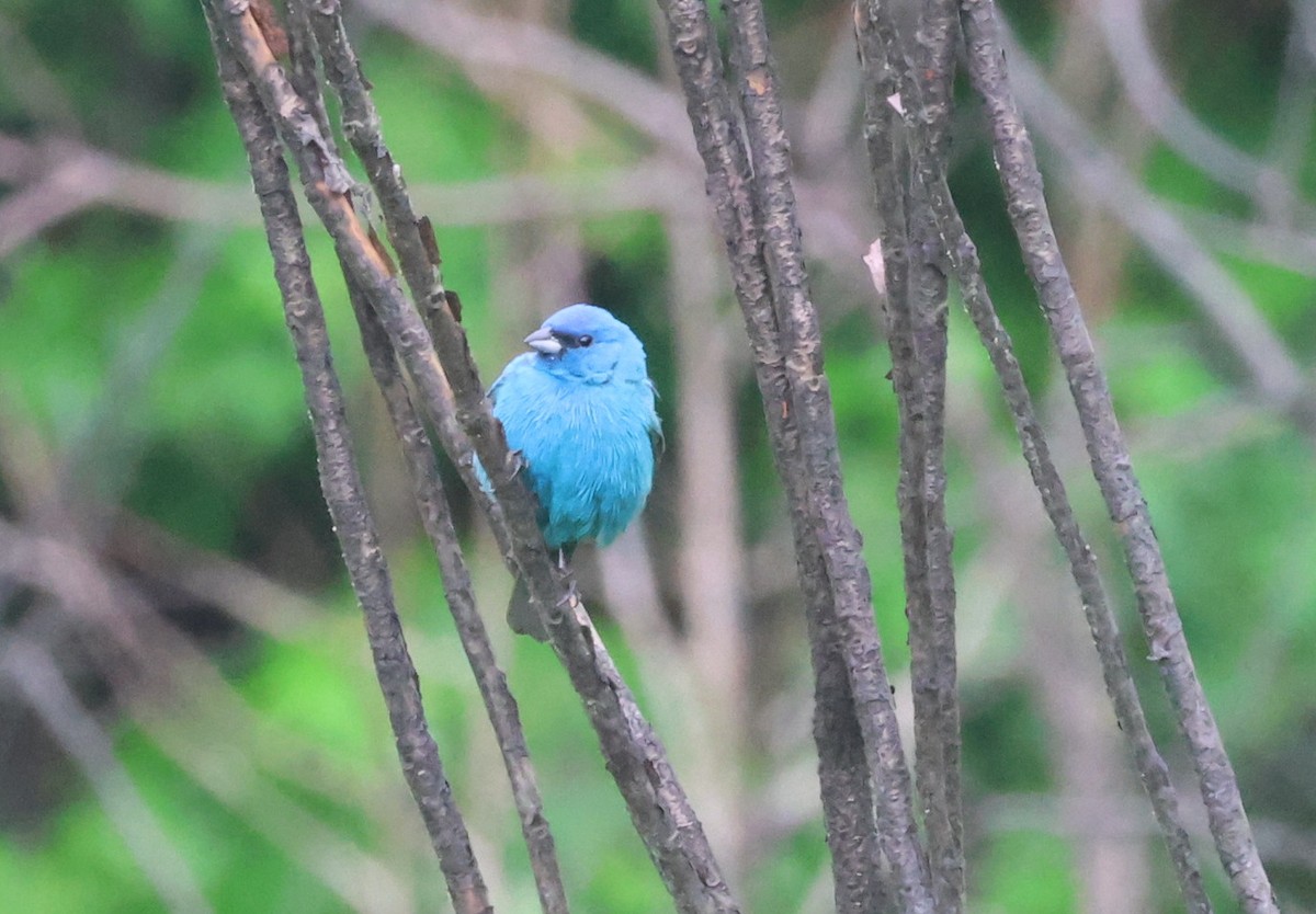Passerin indigo - ML658205450