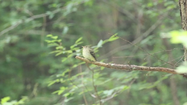 Moucherolle vert - ML658205676
