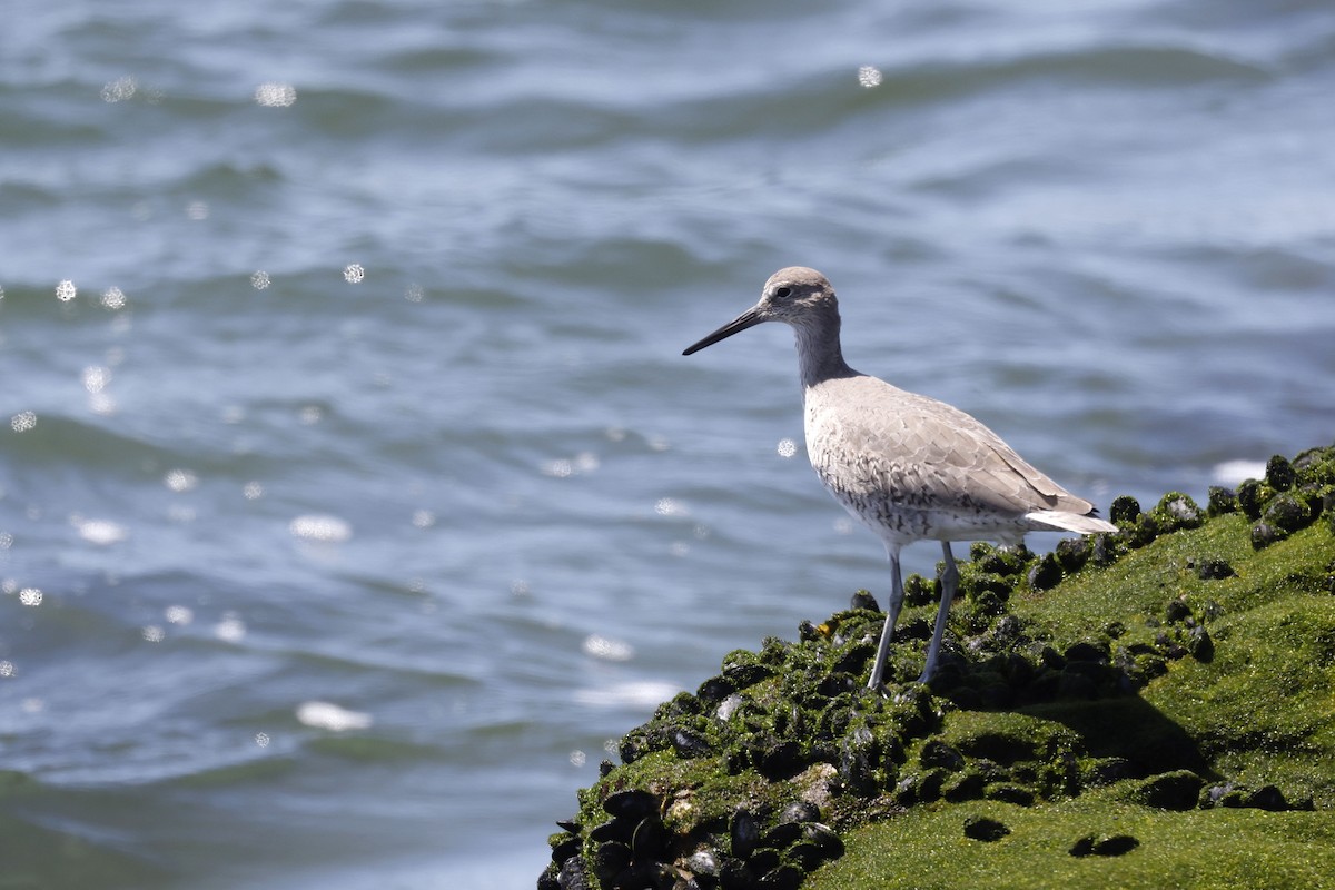 Willet (Western) - ML658206370