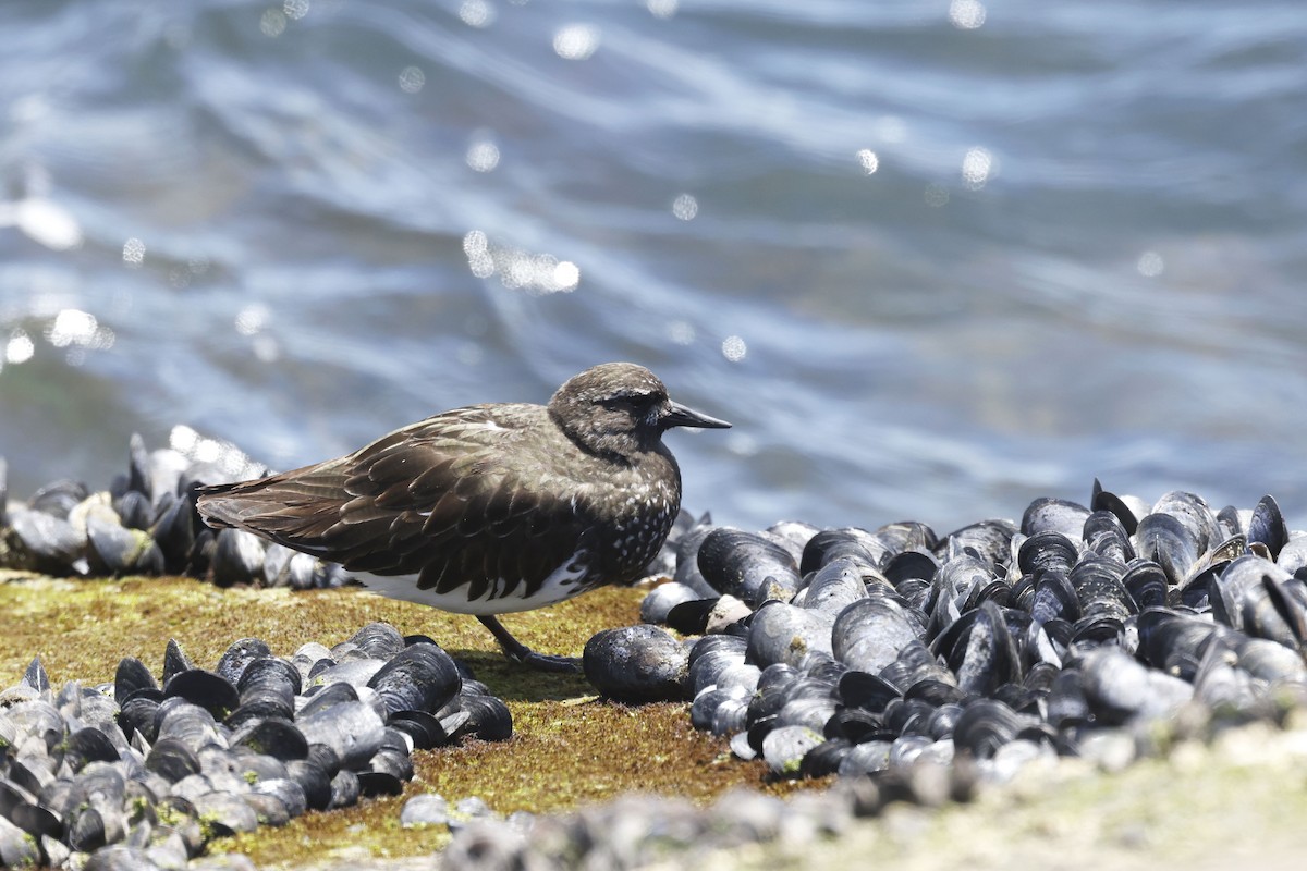 Black Turnstone - ML658206372