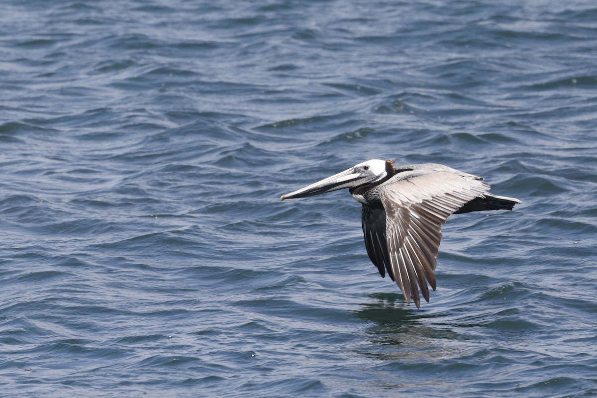 Brown Pelican - ML658206387
