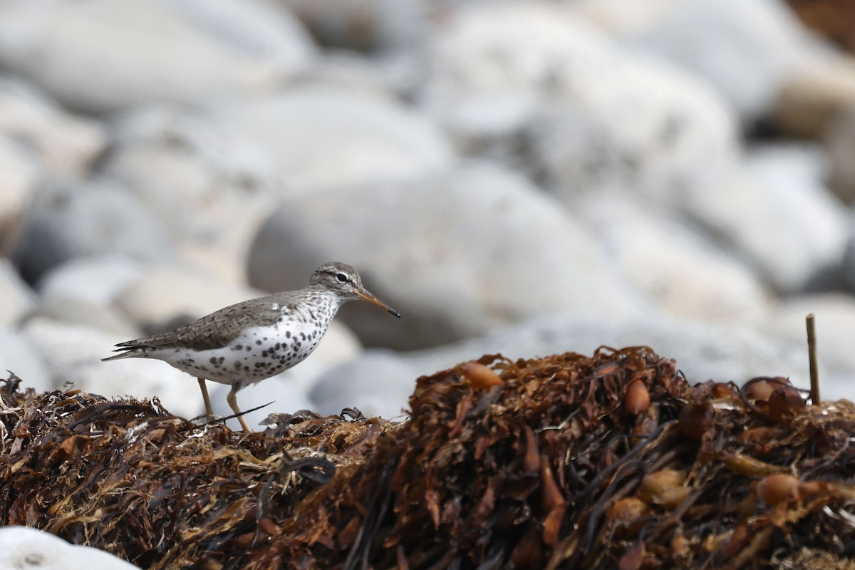 Spotted Sandpiper - ML658206425