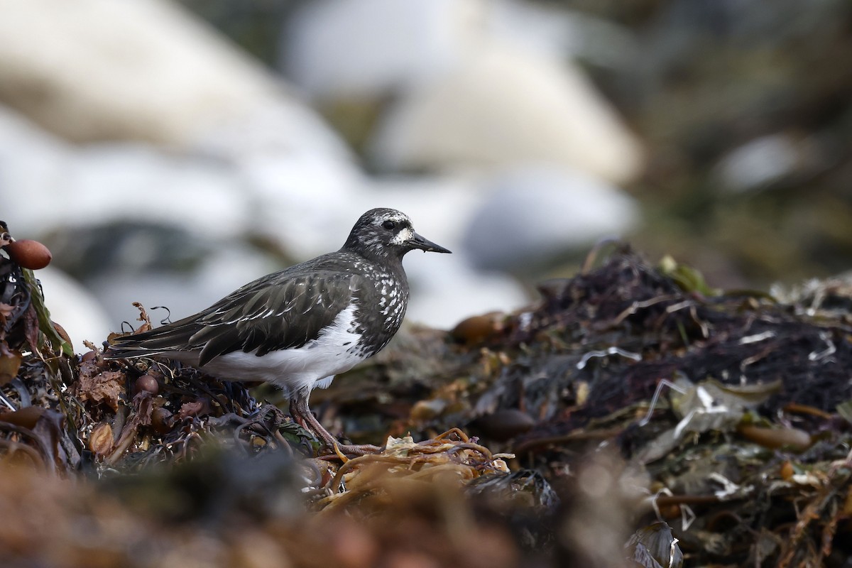 Black Turnstone - ML658206436
