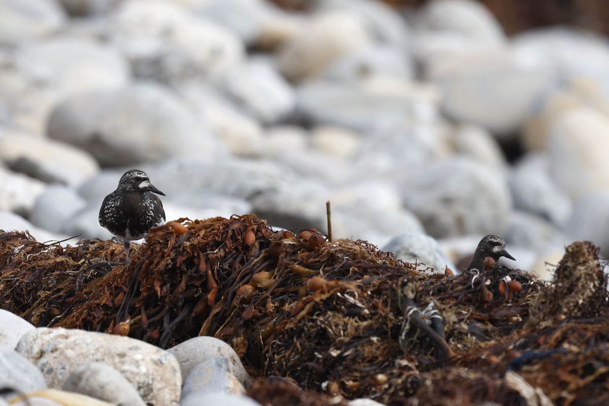 Black Turnstone - ML658206437