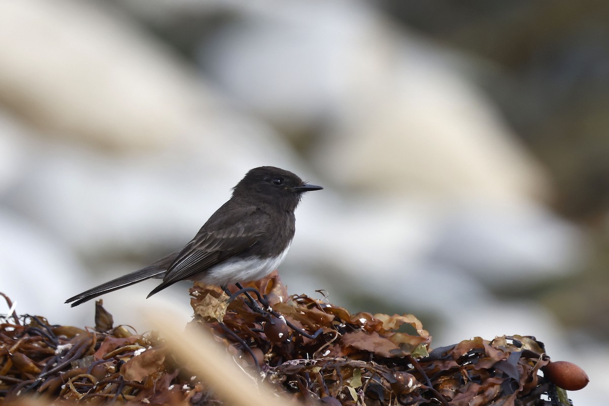 Black Phoebe - ML658206443