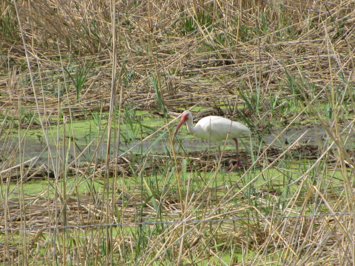 White Ibis - ML65820661