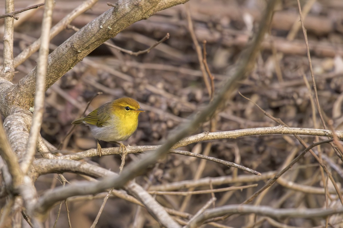 Yellow-throated Woodland-Warbler - ML658207602