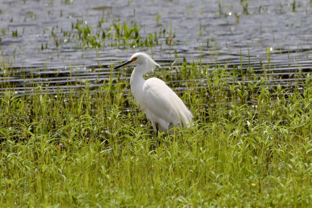 Snowy Egret - ML658209132