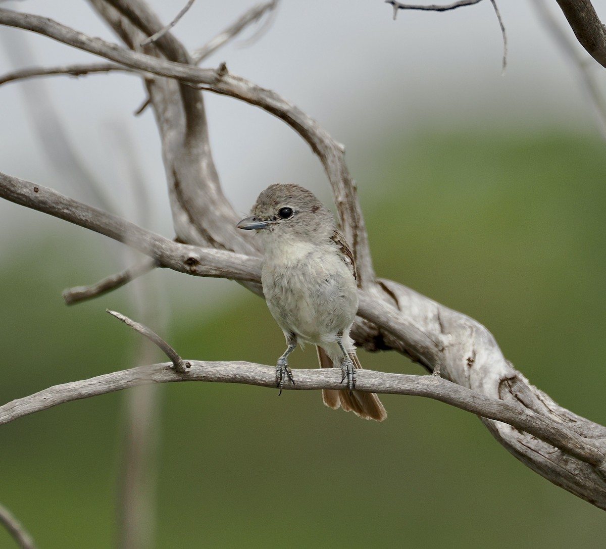 gråvireo - ML658209520