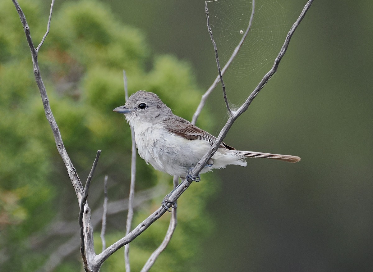 gråvireo - ML658209531