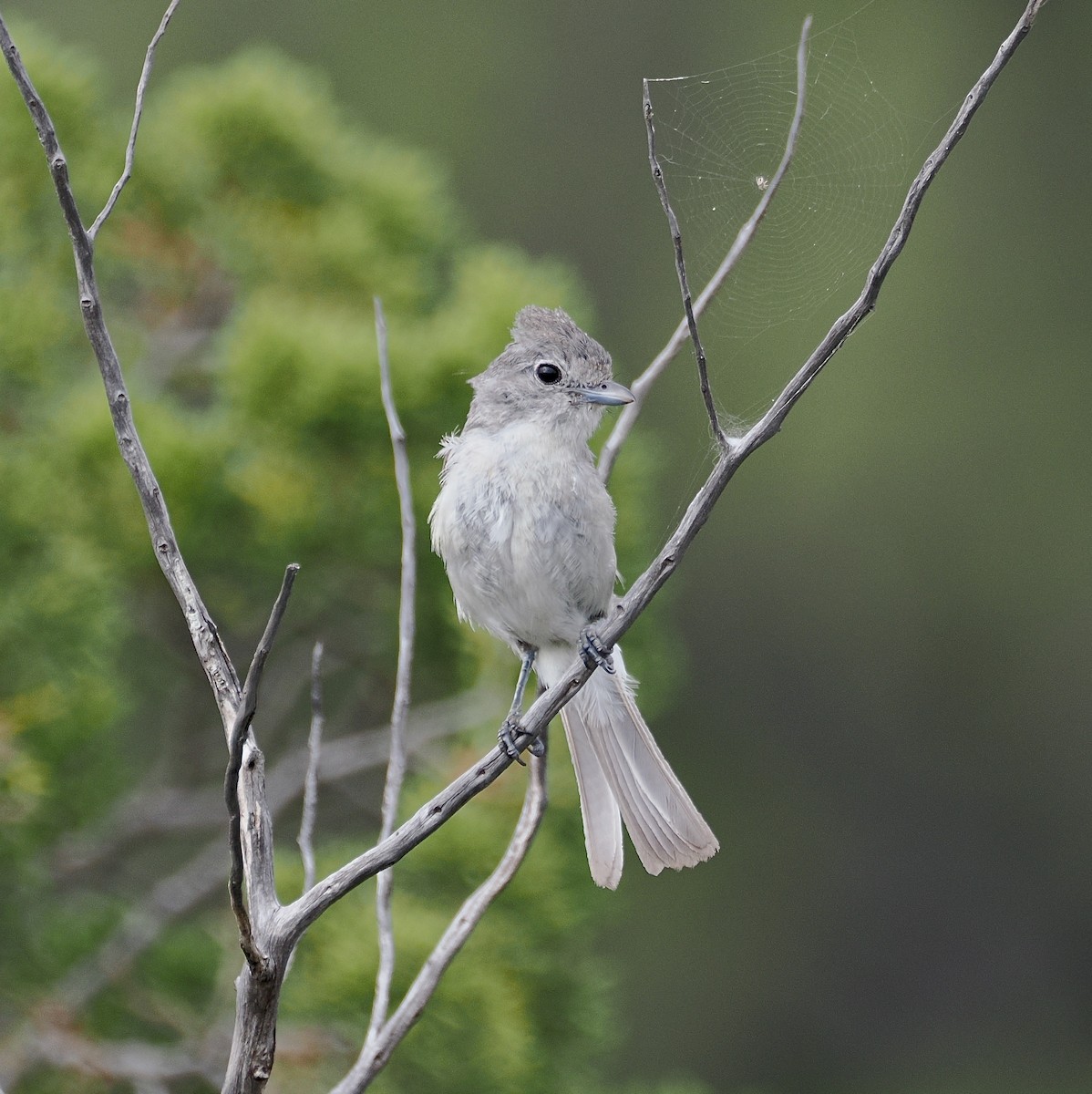 gråvireo - ML658209539