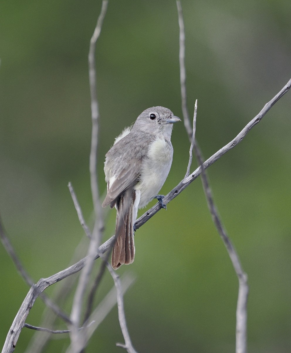 gråvireo - ML658209549