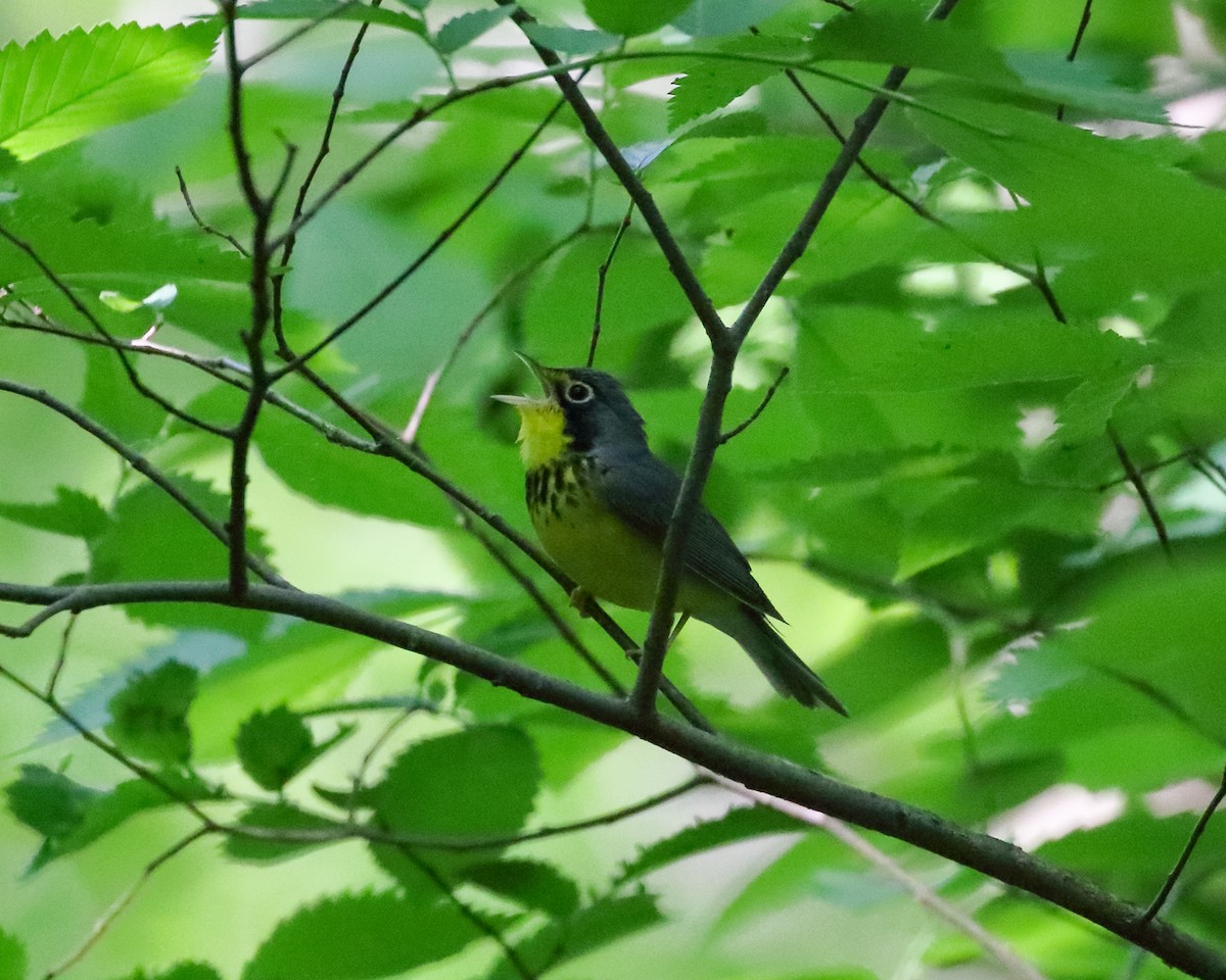 Canada Warbler - ML658209630
