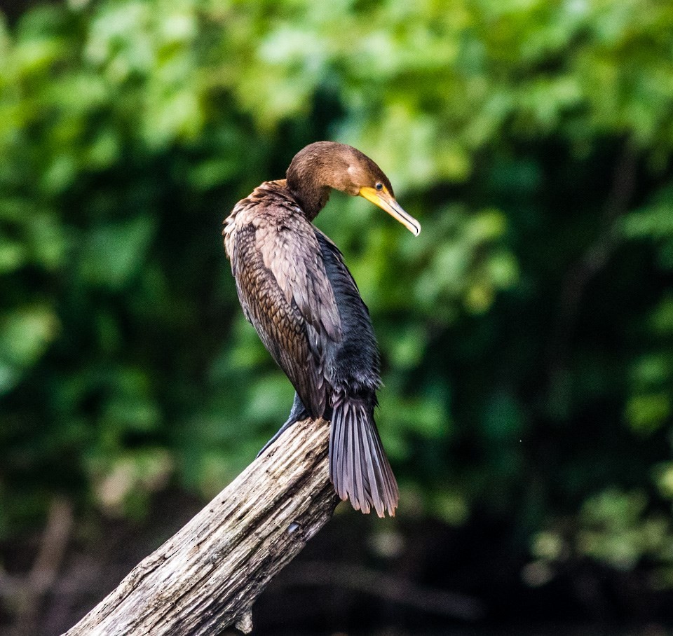 Double-crested Cormorant - ML65820981