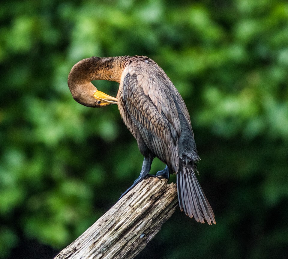 Double-crested Cormorant - ML65821001