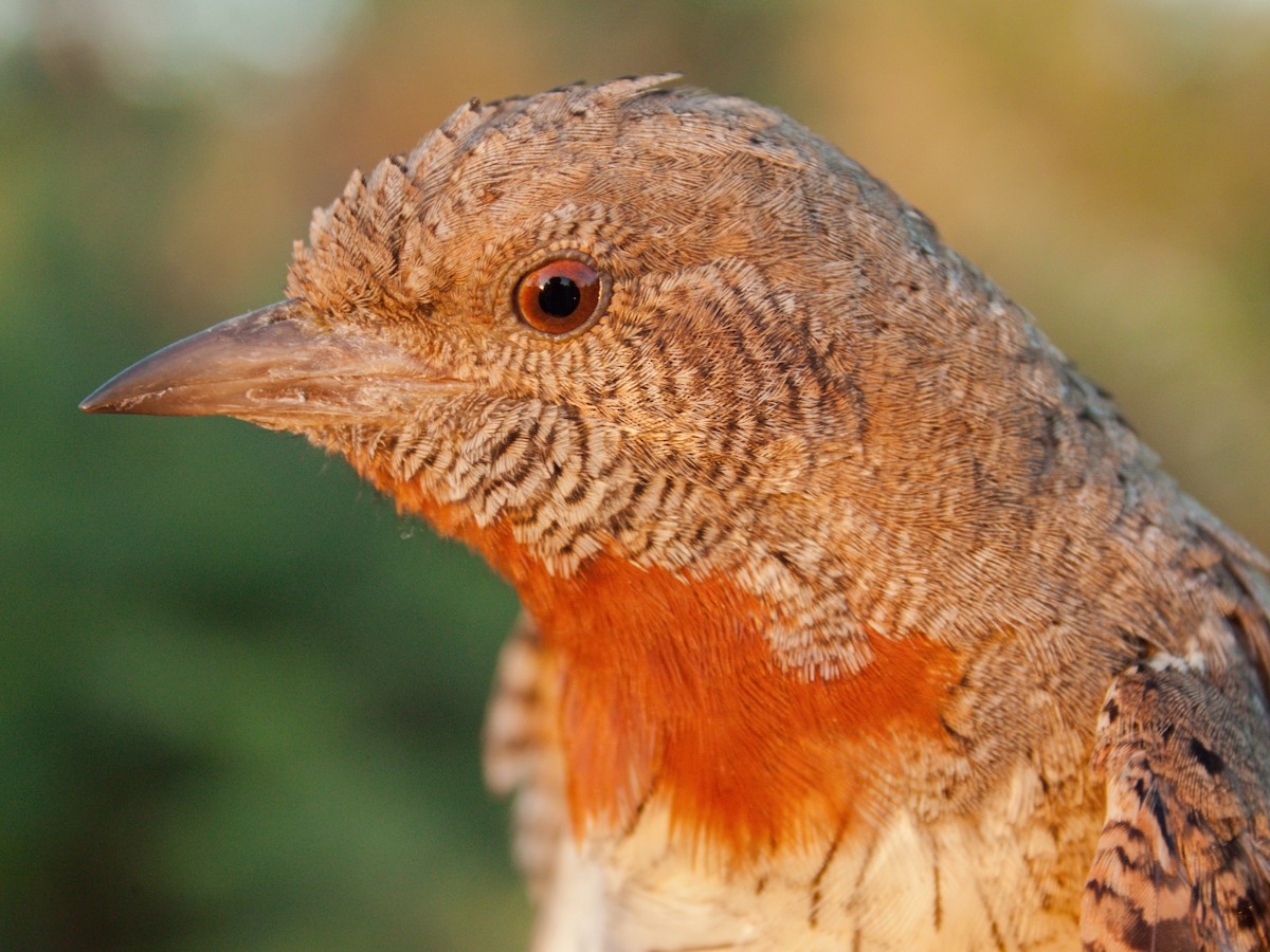 Red-throated Wryneck - ML658210033