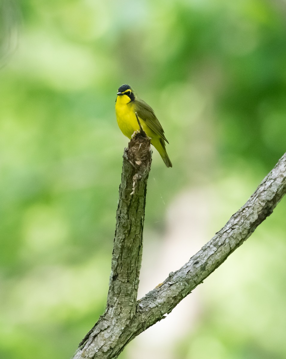 Kentucky Warbler - ML658210069
