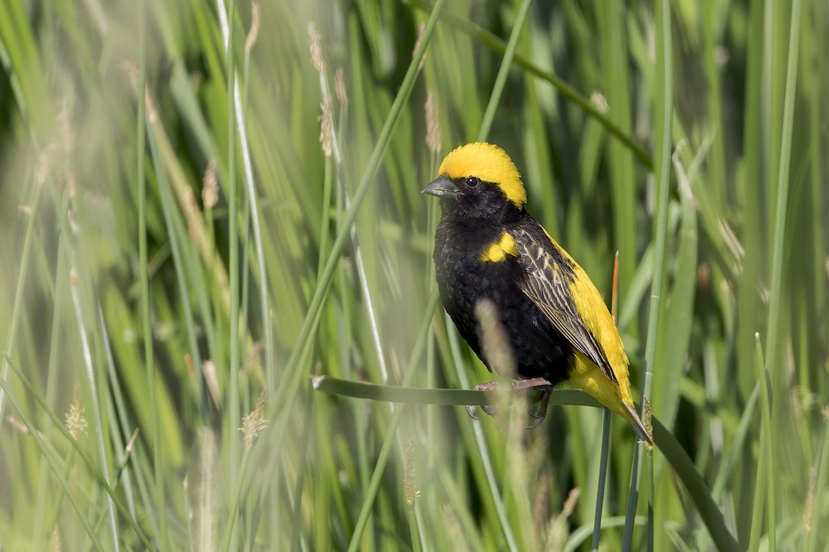 Yellow-crowned Bishop - ML658210089