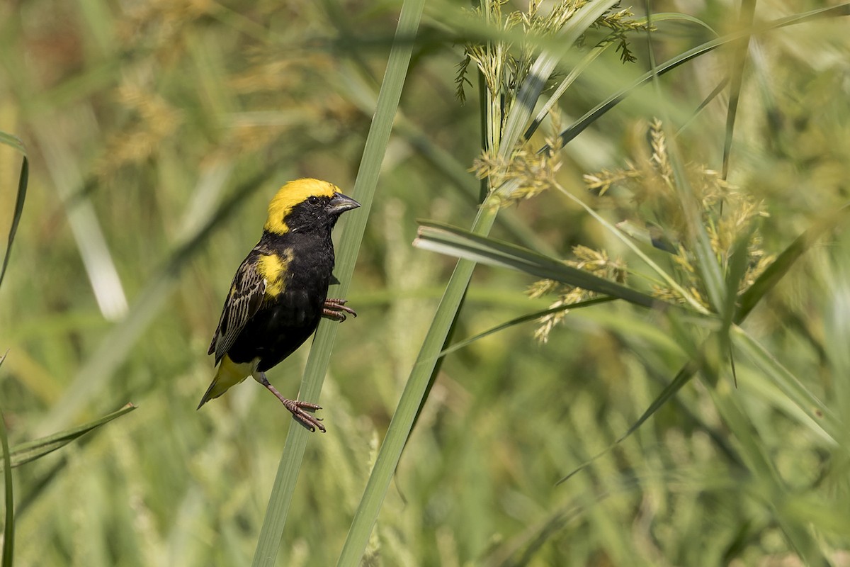 Yellow-crowned Bishop - ML658210090