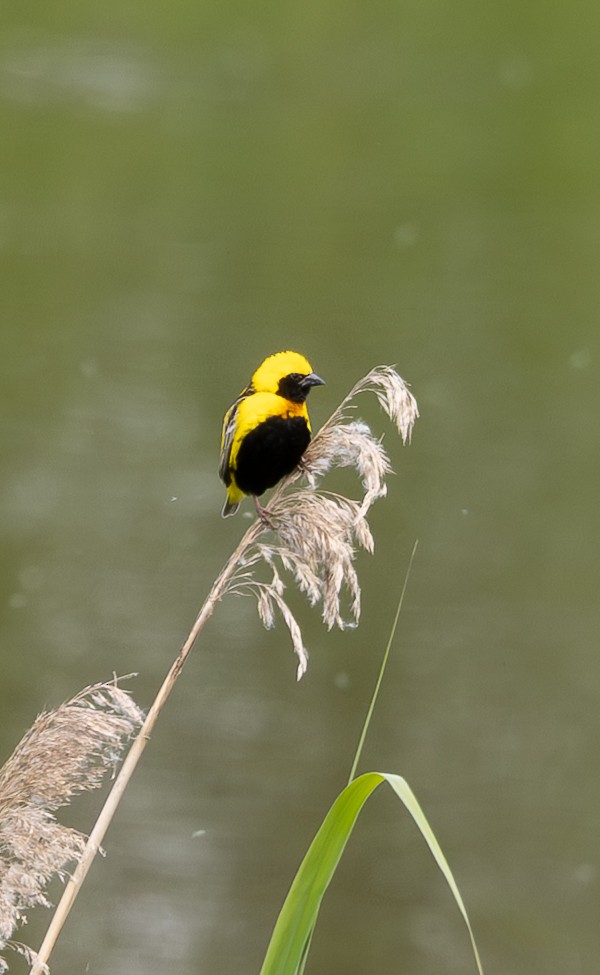 Yellow-crowned Bishop - ML658210916