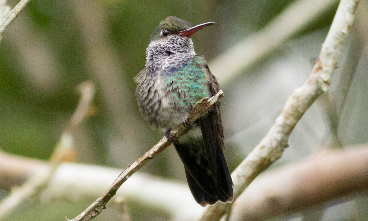 Sapphire-spangled Emerald - Paul Fenwick