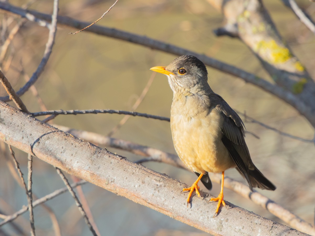 Austral Thrush - ML658215651
