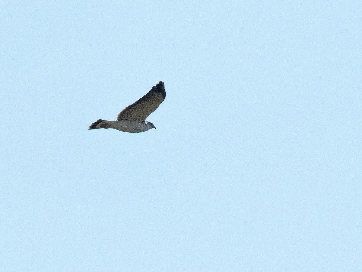 Variable Hawk - ML658216816