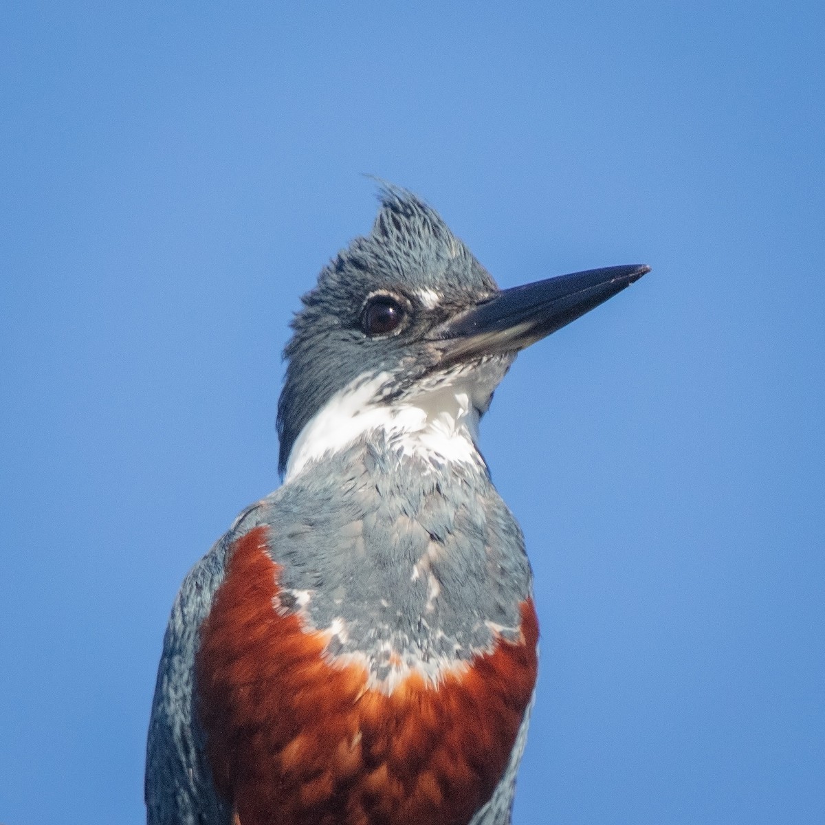Ringed Kingfisher - ML658217134