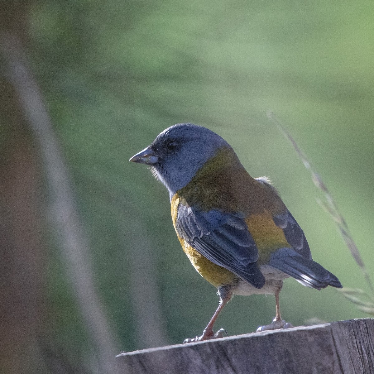 Patagonian Sierra Finch - ML658217597