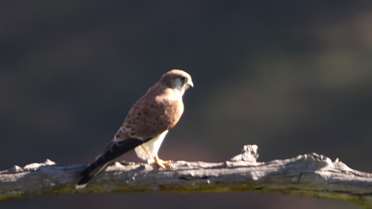 eBird Checklist - 30 Mar 2026 - Capertee Valley Watertank - 11 species