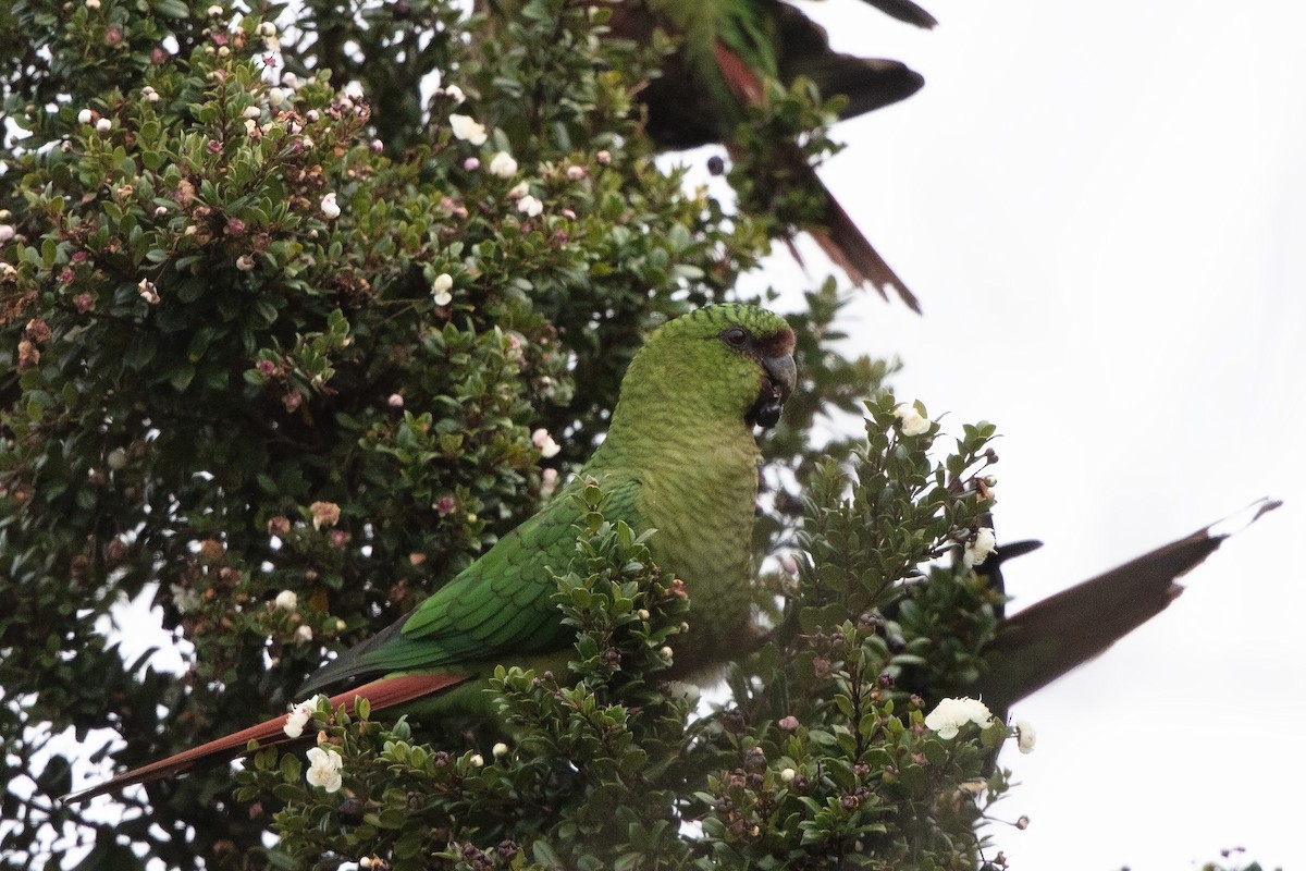 Austral Parakeet - ML658219276
