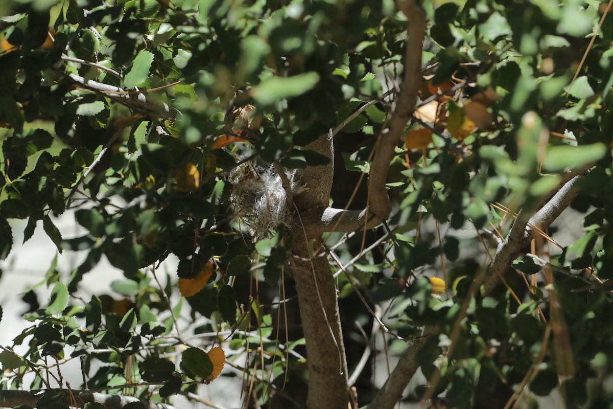 Dusky Flycatcher - ML658219326