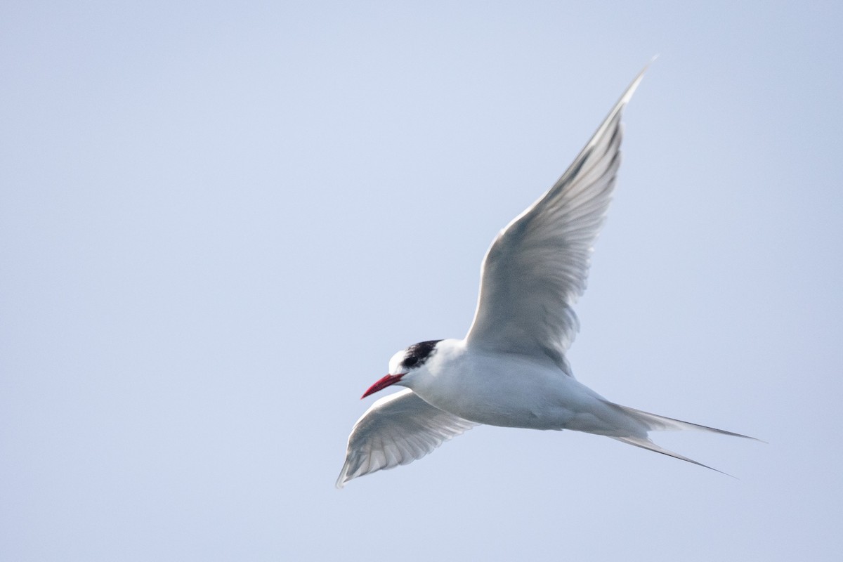 South American Tern - ML658219682