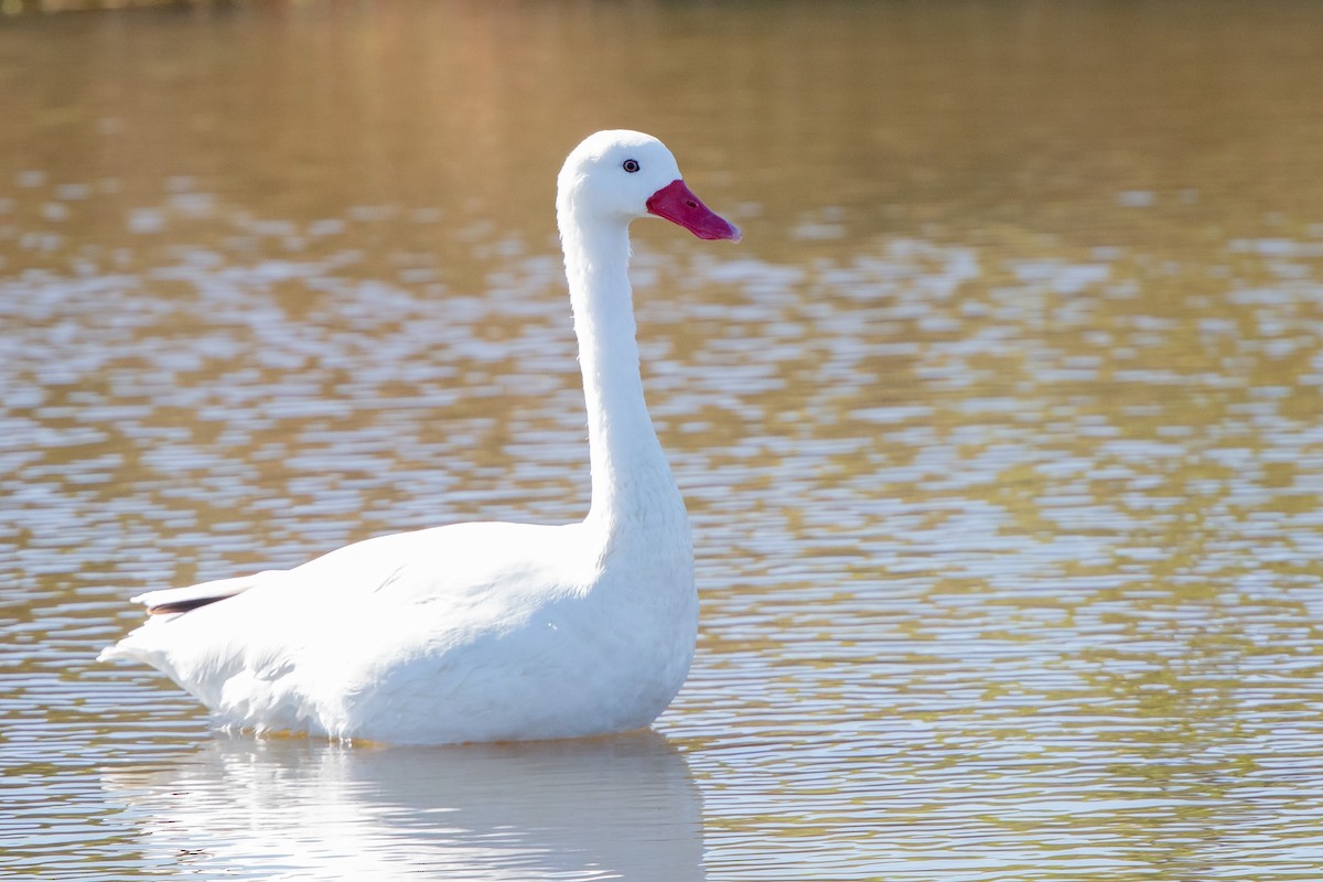 Coscoroba Swan - ML658222268