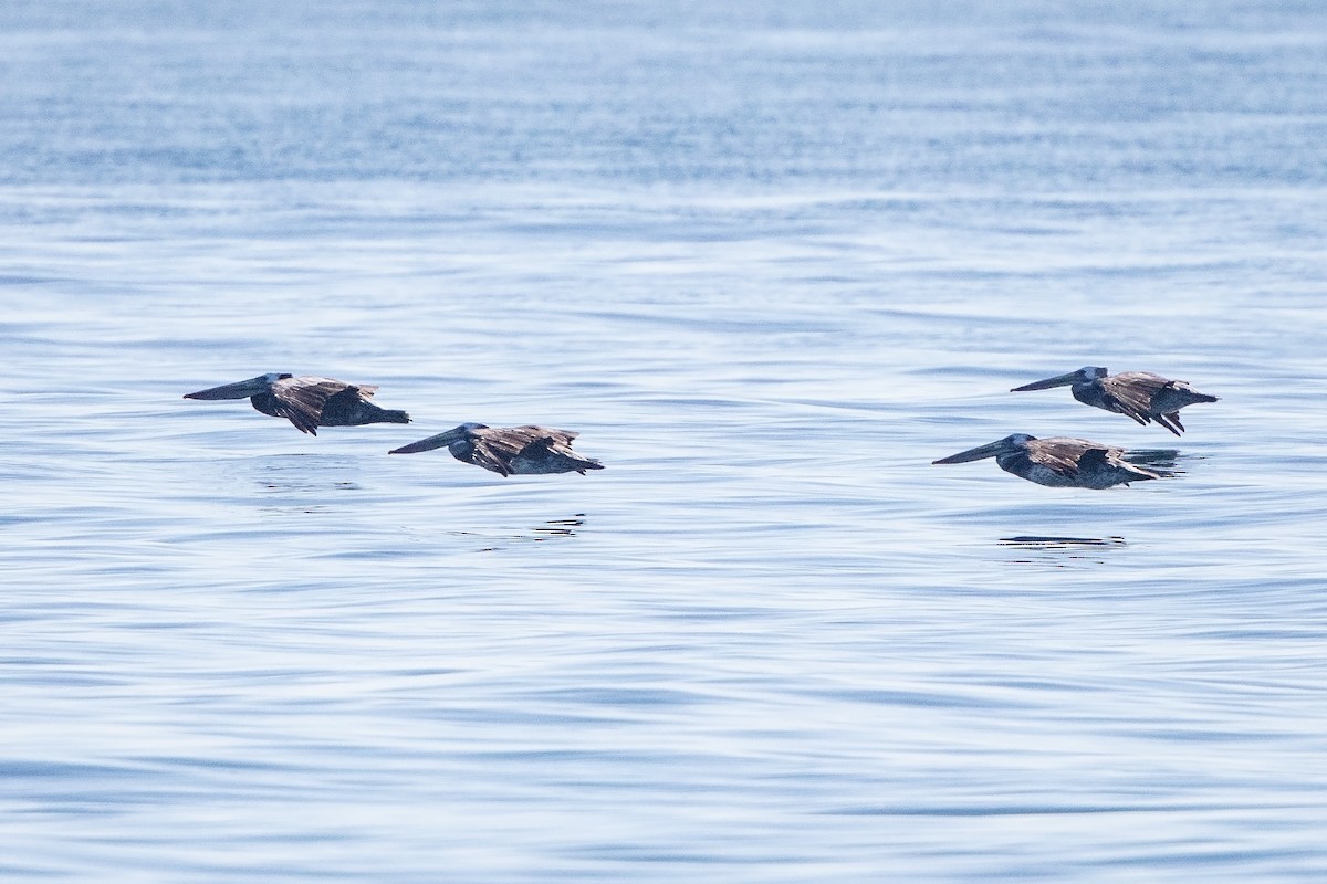 Peruvian Pelican - ML658223046