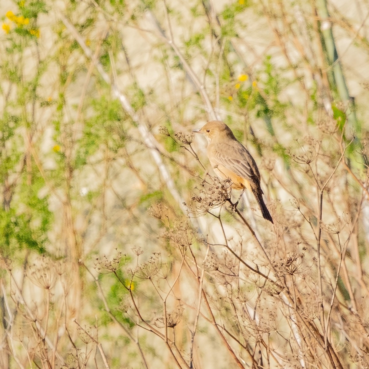 Great Shrike-Tyrant - ML658223091