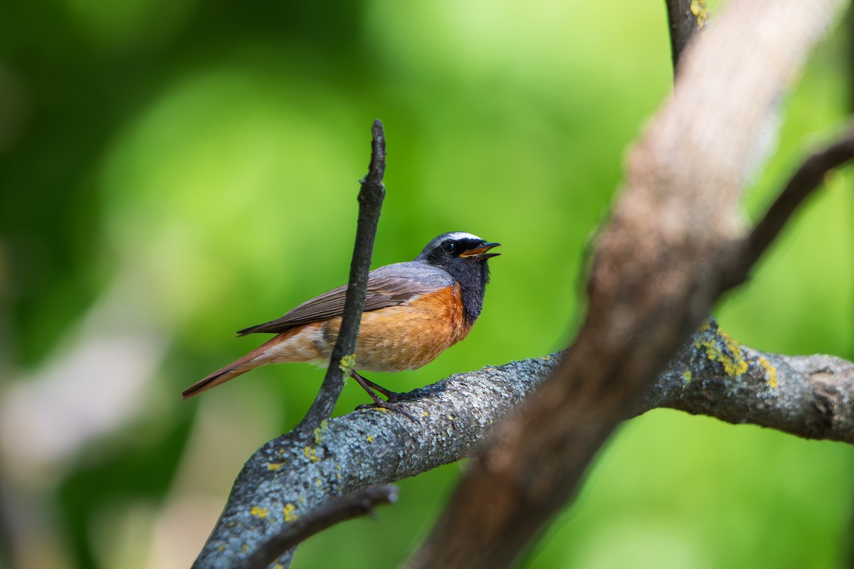 Common Redstart - ML658224920