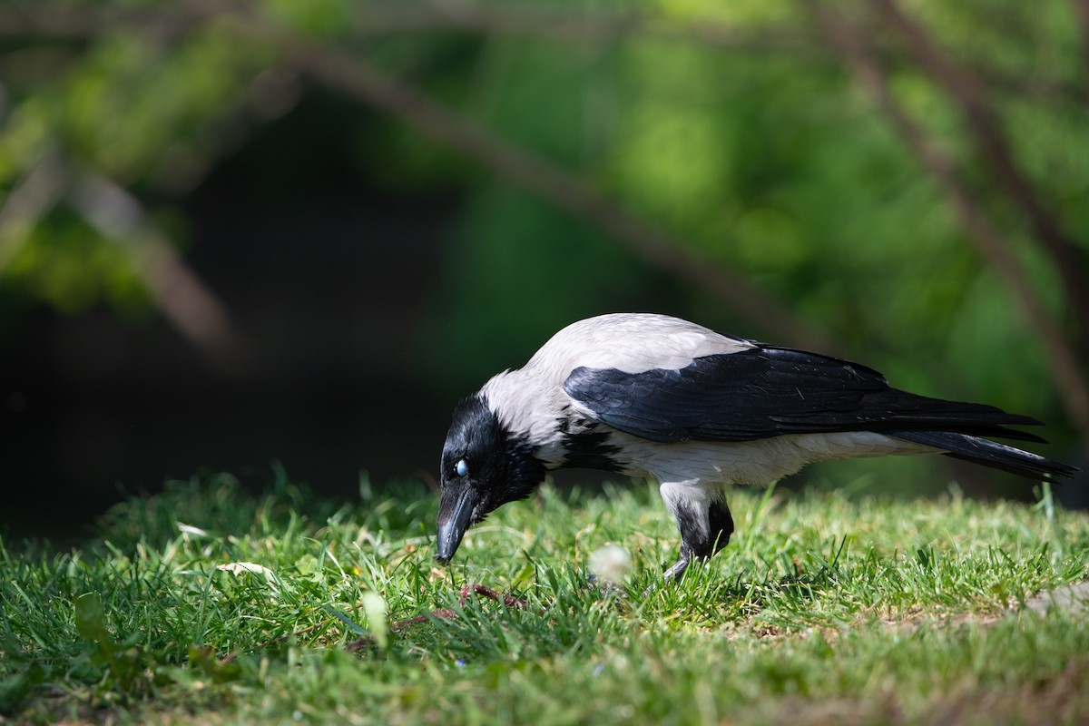 Hooded Crow - ML658224947