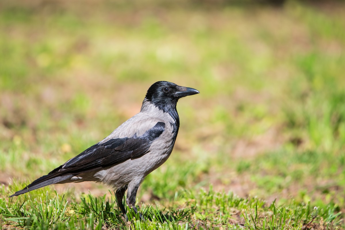 Hooded Crow - ML658224948
