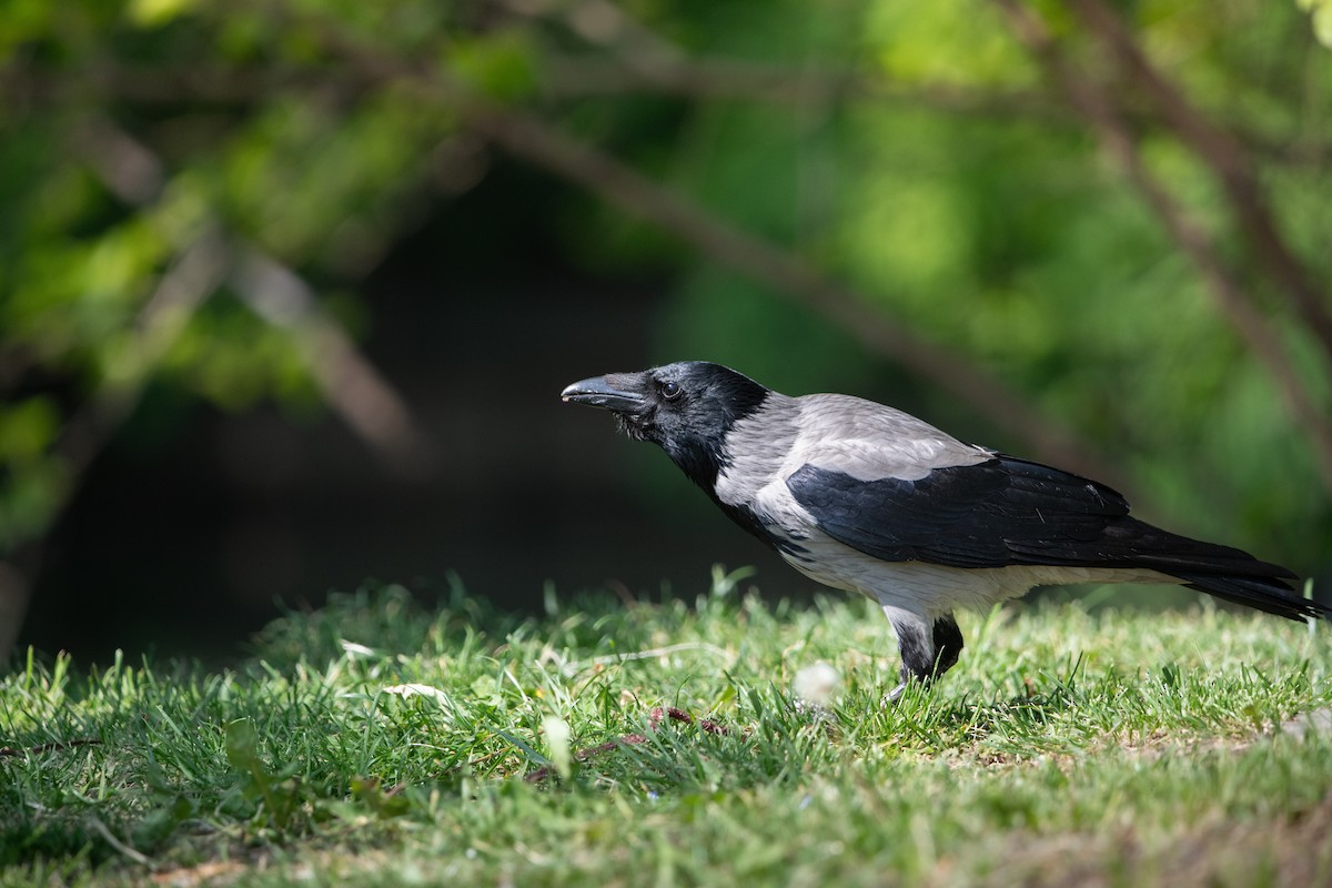 Hooded Crow - ML658224949