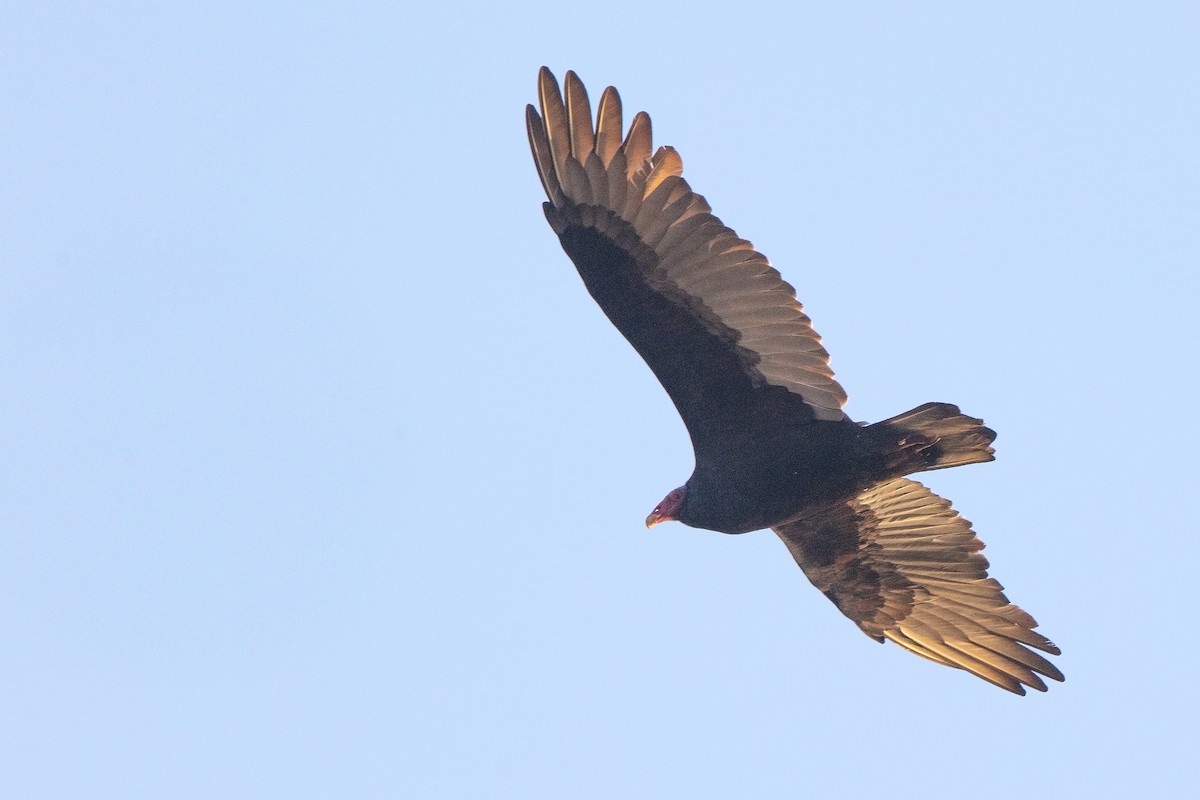 Turkey Vulture - ML658225256