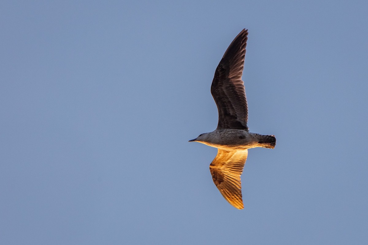 Kelp Gull - ML658225308